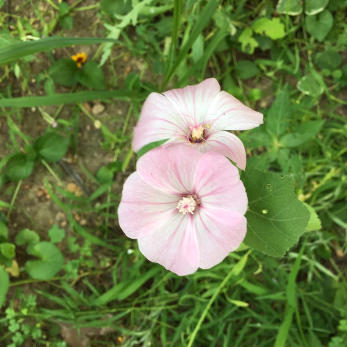 Appendaged Waterleaf