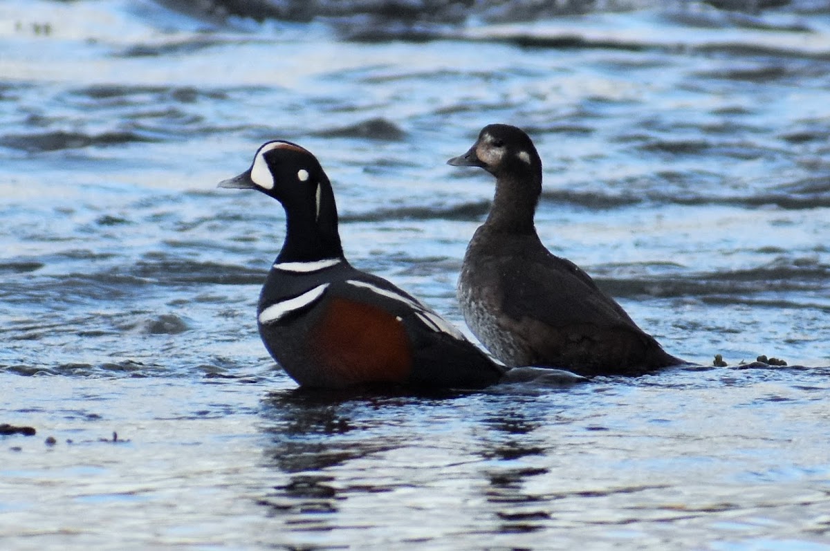 Harlequin duck