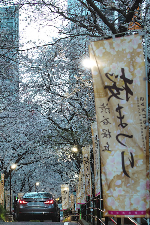 GSの満開の桜・桜とコラボ・縦構図・discover＿ct・いつもイイネ&コメントありがとうございます🙇‍♂️に関するカスタム事例の投稿画像4枚目