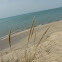 Marram Grass