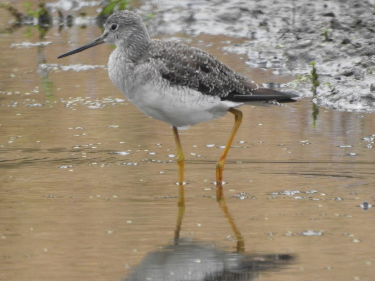 GReater yellowlegs