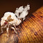 planthopper nymph