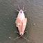 California Oak Moth