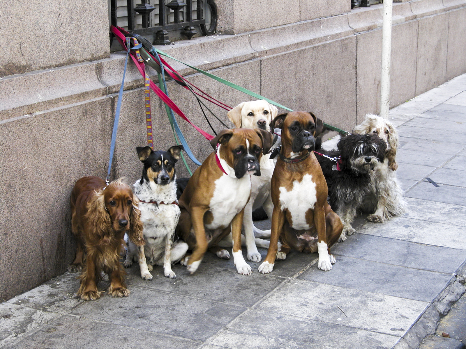 Dog sitter di linobeltrame