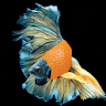 Flashy Fish icon