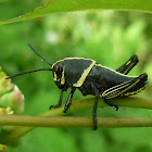 Black Grashopper