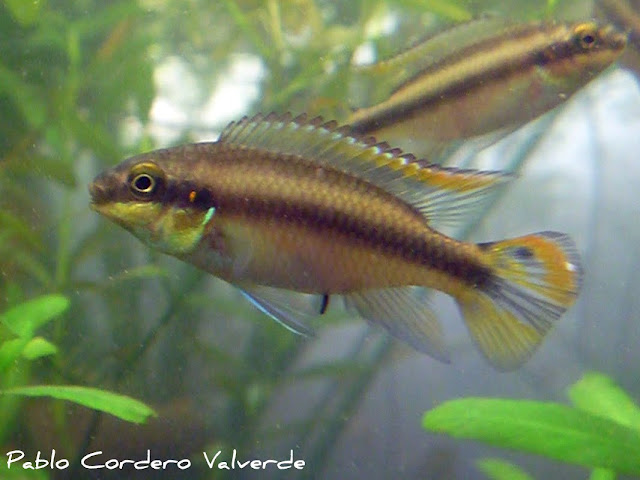 Pelvicachromis Pulcher (Fotos) P1030237