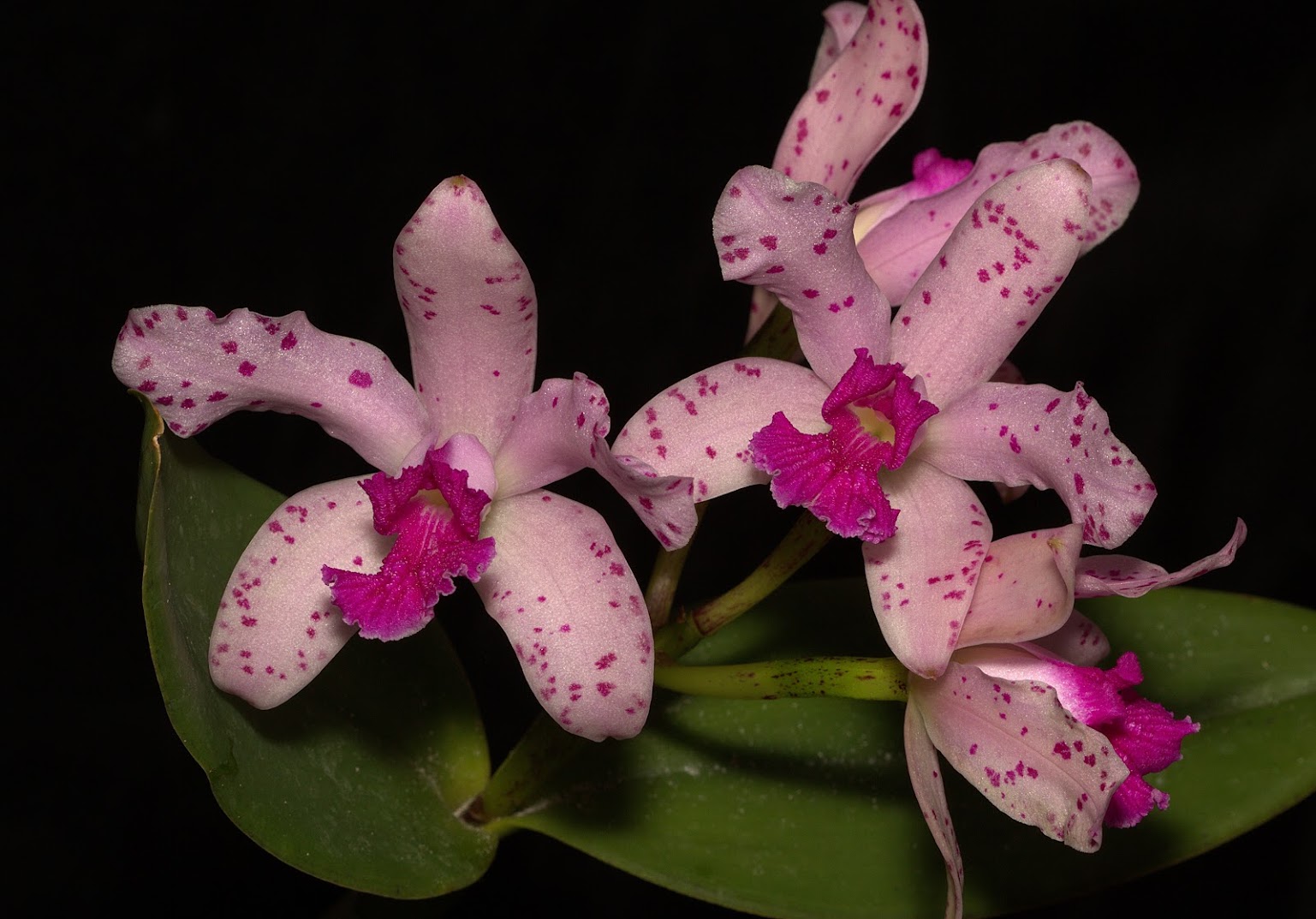 Cattleya amethystoglossa _8F62kaD-8P4ZcMqGThYRLF7VoZLvhQYwlU-9PpGvN2CJ-b41uBKeJ8W_M5jvWv5kP7qm4rKDNZxUbraBOy-AcOIUELvfQAxwYCitgjZaceCyAv2Zk1iAT79aAhd5HugVv9sSH9R7ZBNi7Hf8ZqvfN35z9qkGa99L9Ql_gxJuwR21MaG49z_kyMA9rHYjxgMNfnPoNjAWyvX2xWHq7zRVDIVWXvJV8mmo7bAuO5CieowgyYilWe51N-D-1GQS6HLx5z6NWoVnQ9hE50Yo-1NN8V6M6Bb9vP2QGeT88XiwHZq7sr8r609hY8qqbD6sUq1ZDxOJPQ0AaE7ETjwaafxAxhQ74eZ5_2etxp0eHcG5PLpgEJxienGDwQ7n6VtTN9wEpx5FPaqtbxuG5VUJkMWxc1WyDcXoIw-bUC8siAxwvO4Ndx4I9tu09cS0XpEhwfDnZkGFL3T2goQhaiWJuJHEUOSV0gOc_Eqx-aXyF4yi_TIZjqKI7N7CITBhpCQD0_214gV7-kGSHzuJDIoI-On8rPiFpMrmDUs313tPVfit96vJd1moBLKgSDIItlE40mrWzny9tpVUE9Uf04dYFCGiHAoSIfpXnxG1xJaKDWp_yiWpYxoCi0vSYp_iQ9DU7MfX4ExshB1fcB9C1tO9aWRq0Sr55OwiNsricrm3XxQpg=w1537-h1073-no