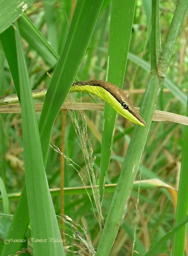 Oxybelis aeneus