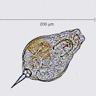 Rotifer