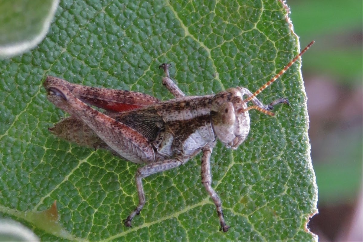 Grasshopper