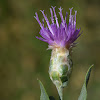 Russian knapweed