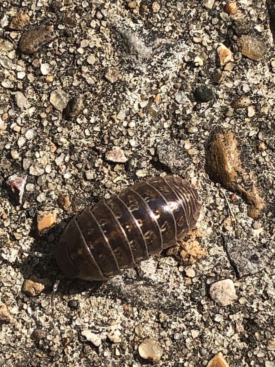 Potato Bug