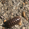 Potato Bug