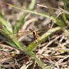 Needham's Skimmer Dragonfly