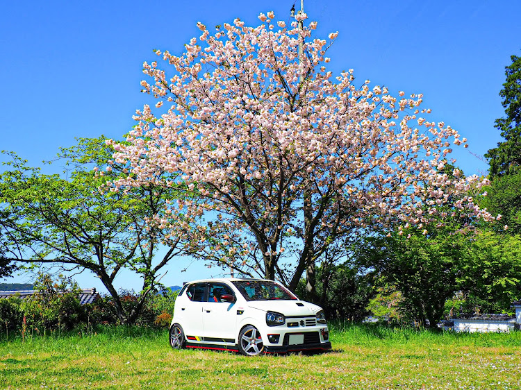 アルトワークスの遅咲きの桜コラボ・今年一番の青空・オイル交換とオイルフィルター交換・添加剤・平戸大橋に関するカスタム事例の投稿画像3枚目