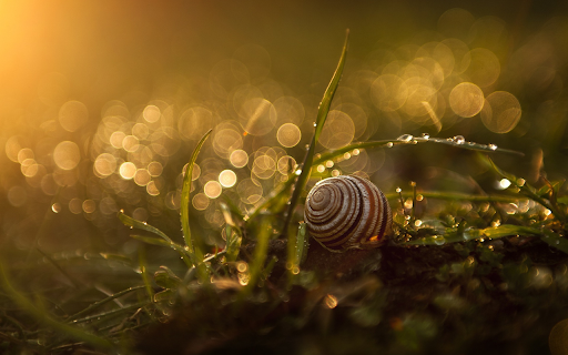 Snail crawling on the grass