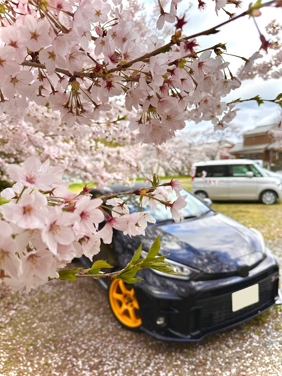 GRヤリスのサクラと愛車・桜コラボ・お花見に関するカスタム事例の投稿画像2枚目
