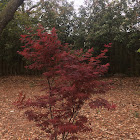 Japanese Maple