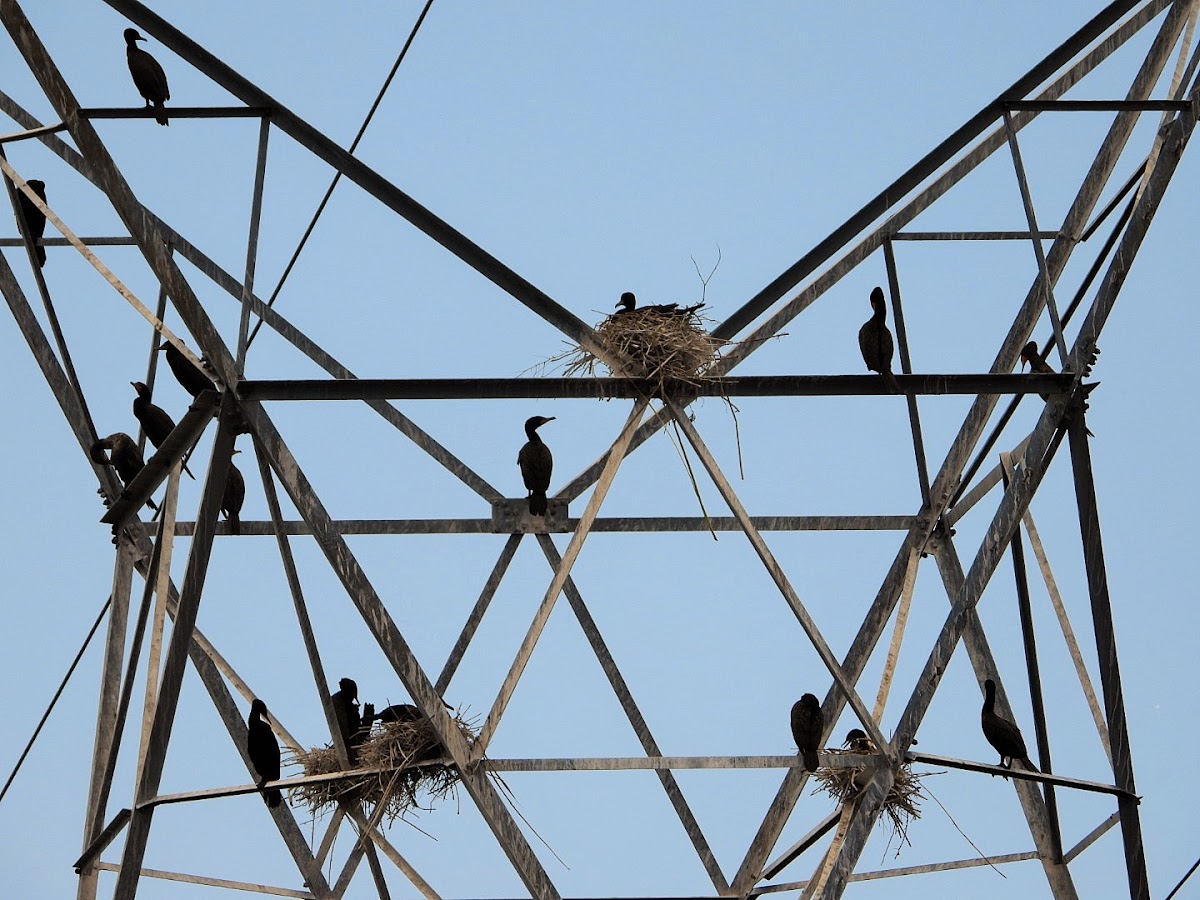 Double-crested cormorant (colony)