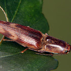 Click beetle