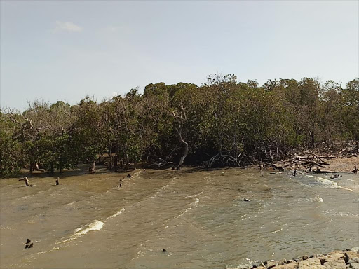 Mangroves in Lamu