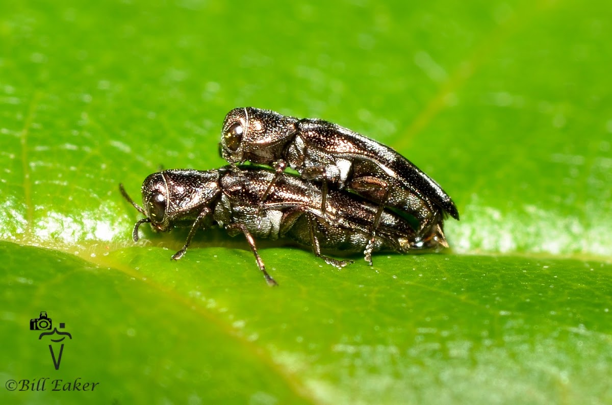 Buprestid Beetles