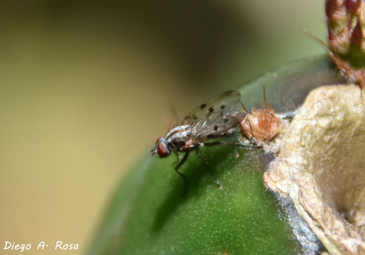 Anthomyia punctipennis