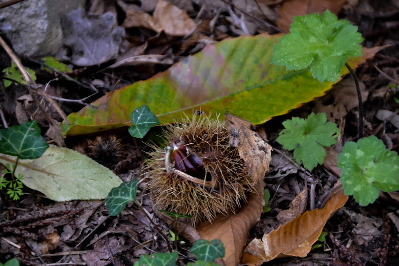 frutti nascosti di sara carella