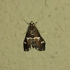 Beet Webworm Moth