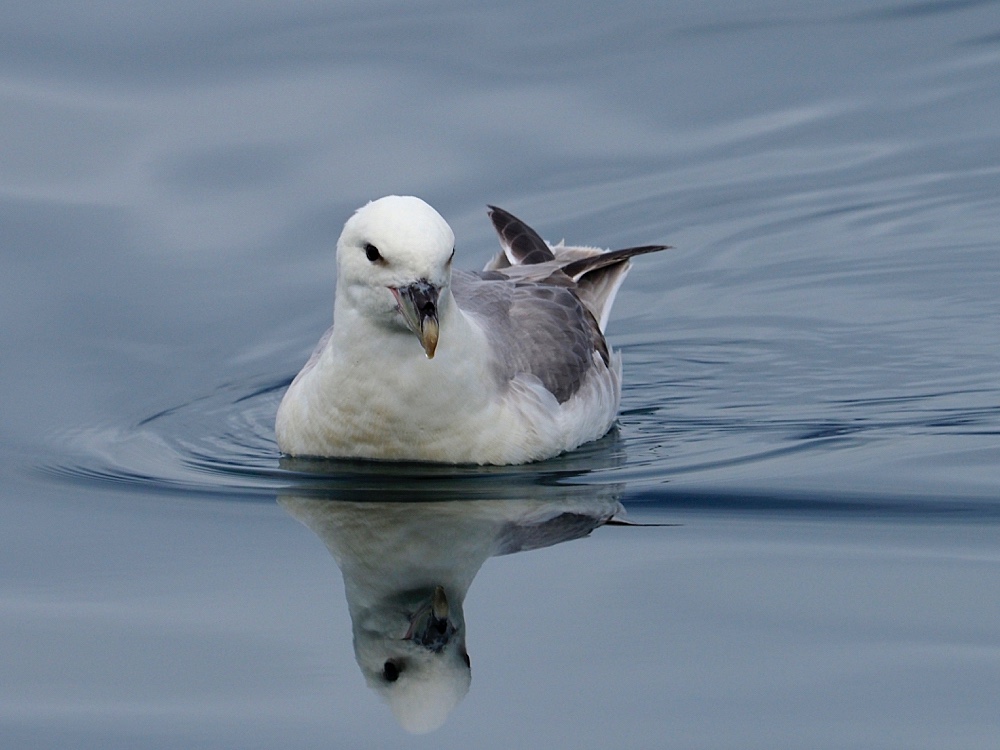 Fulmar boreal (Northern fulmar)