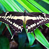 Giant Swallowtailrb