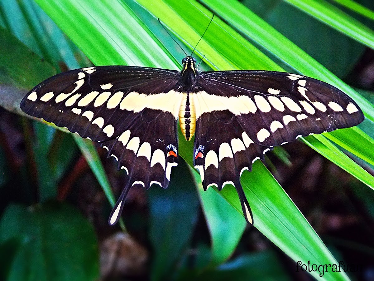 Giant Swallowtailrb