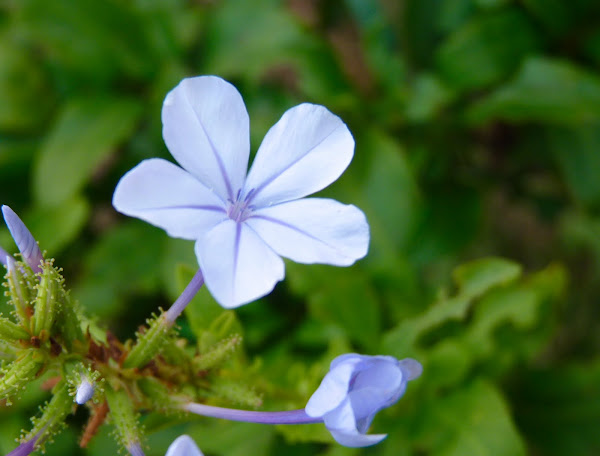 Les insectes aiment bien les fleurs Fleur