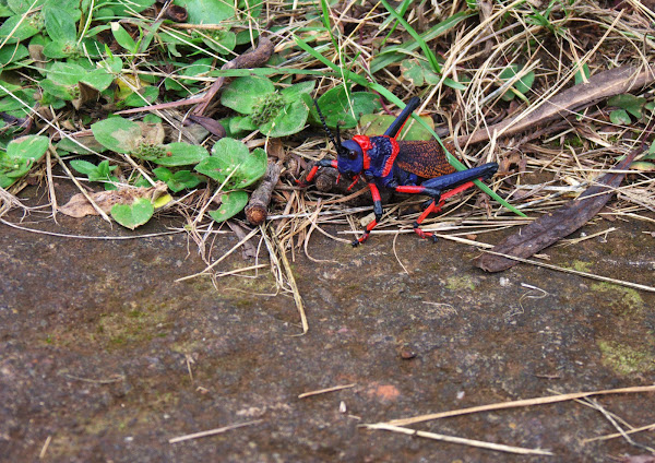 Insecte en rouge et noir P1020961bis2