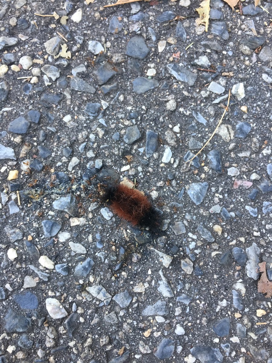 Banded woolly bear