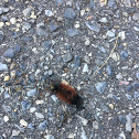 Banded woolly bear