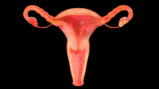 Female Reproductive System 3D