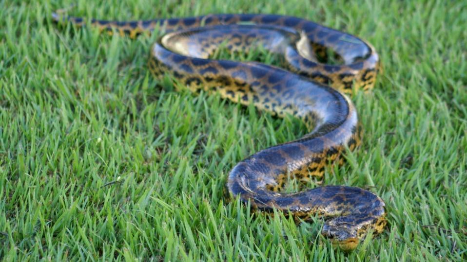 Image result for green anaconda