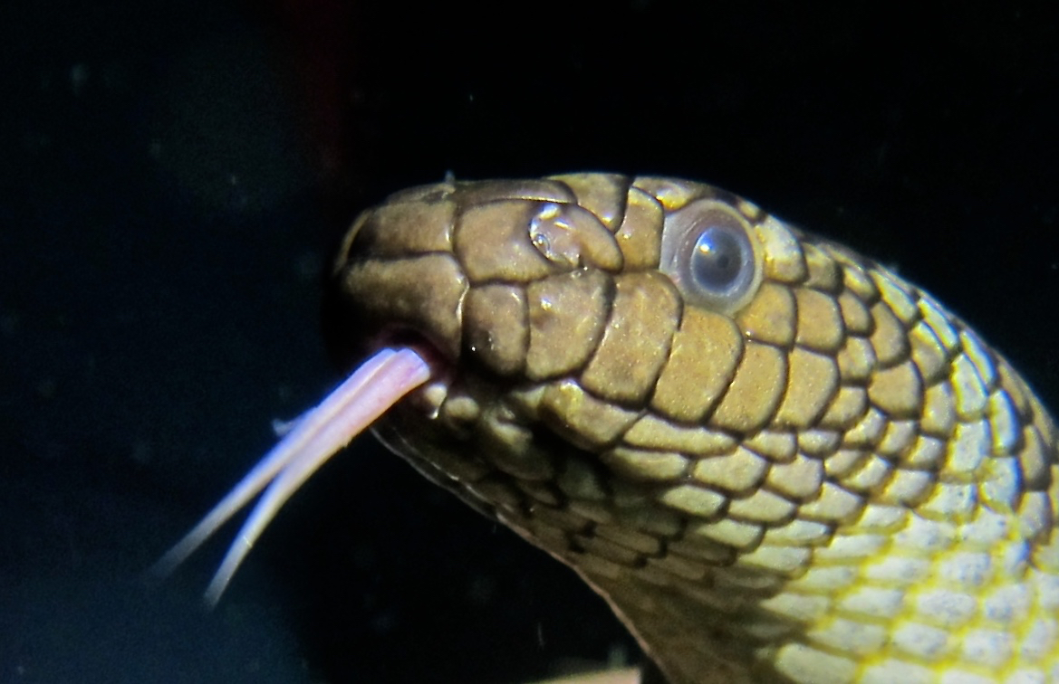 Olive Sea Snake