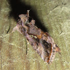 Common Looper Moth