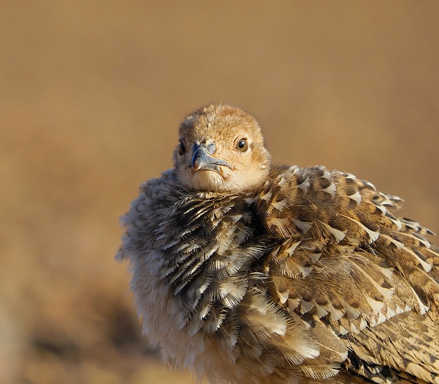 Perdiz roja (Red-legged partridge)