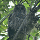 Barred Owl