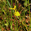 Horned Bladderwort