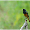 Black Redstart