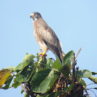 White-eyed Buzzard