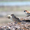 House sparrow