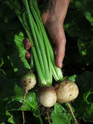 Albino beetroot.