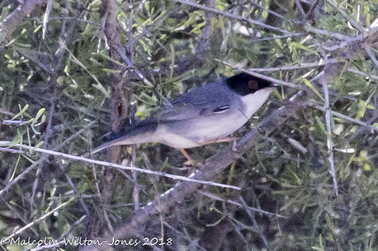 Sardinian Warbler; Curruca Cabicinegra