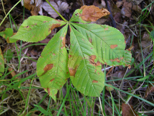 Palmate Leaf